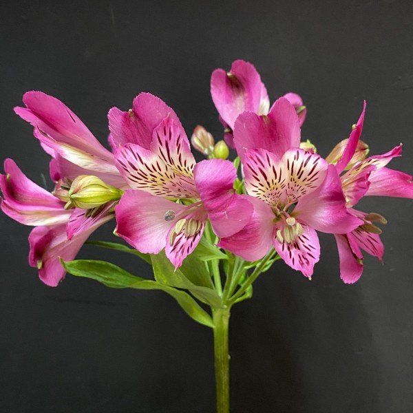 Альстромерия малиновая