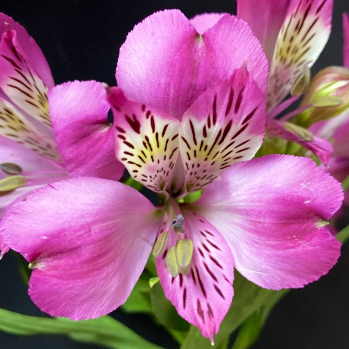 Альстромерия малиновая