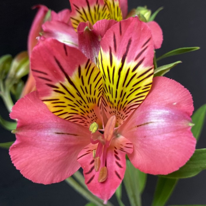 Альстромерия красная