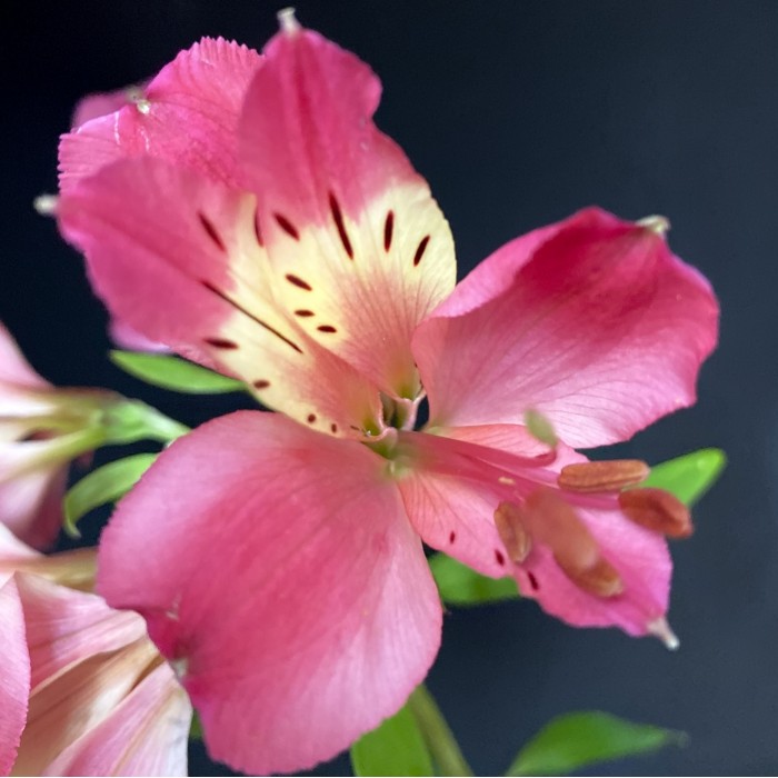 Альстромерия малиновая