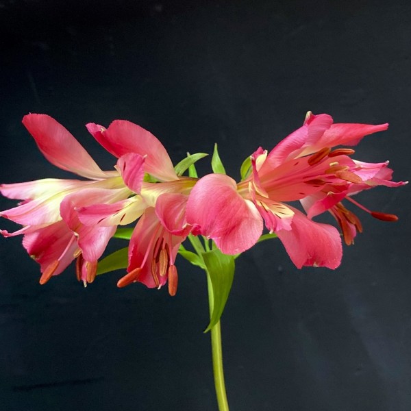 Альстромерия малиновая