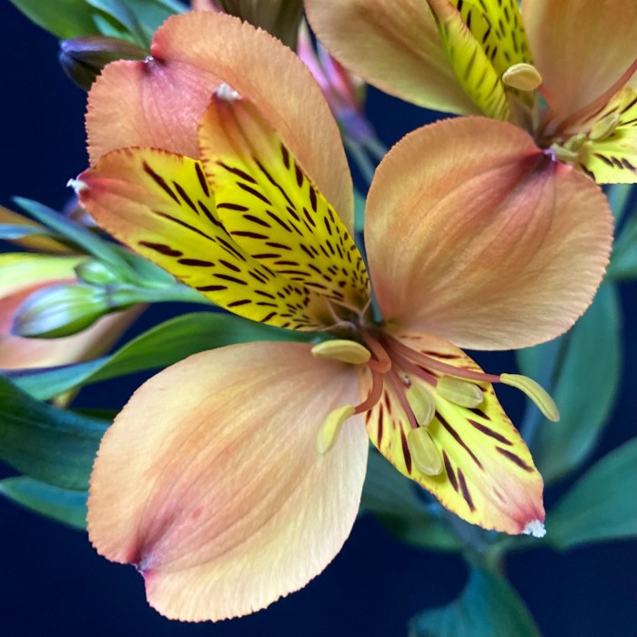 Альстромерия оранжевая