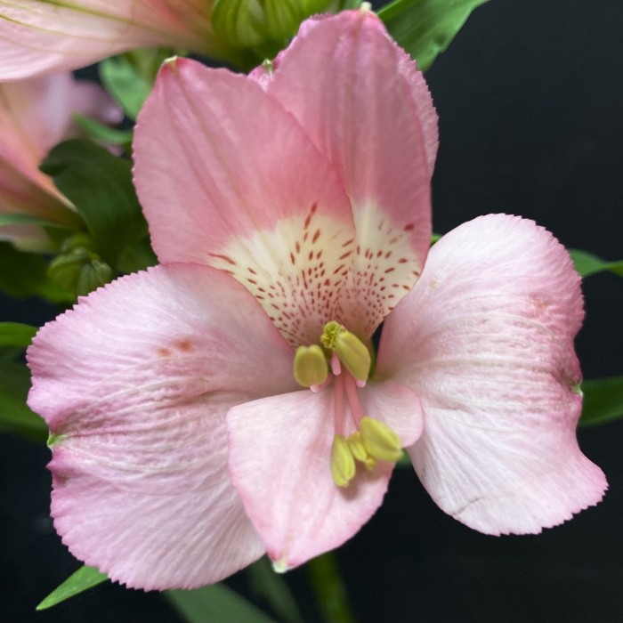 Альстромерия розовая