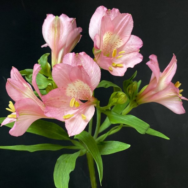 Альстромерия розовая