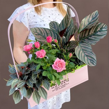 Какие цветы дарят на Новый год и Рождество?