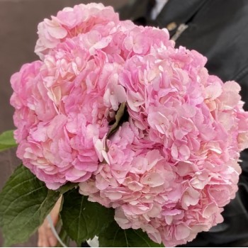 Разноцветная палитра гортензий: идеальный выбор для вашего букета