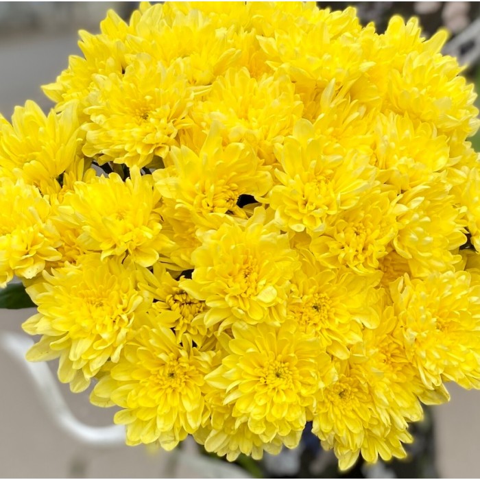 ТОП 5 самых красивых хризантем (с бесплатной доставкой!)