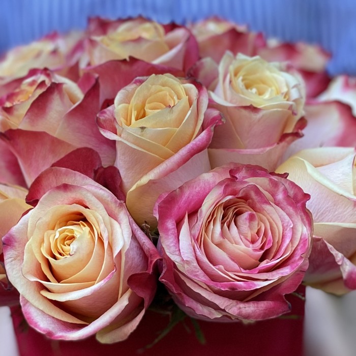 17 роз Chapeau в бархатной коробке