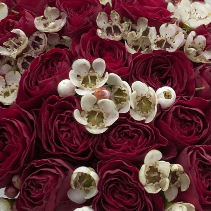 Красные пионовидные розы с ваксфлауэром в коробке