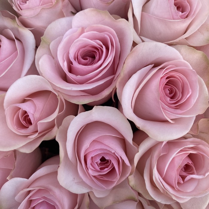 25 розовых роз Новия 50 см