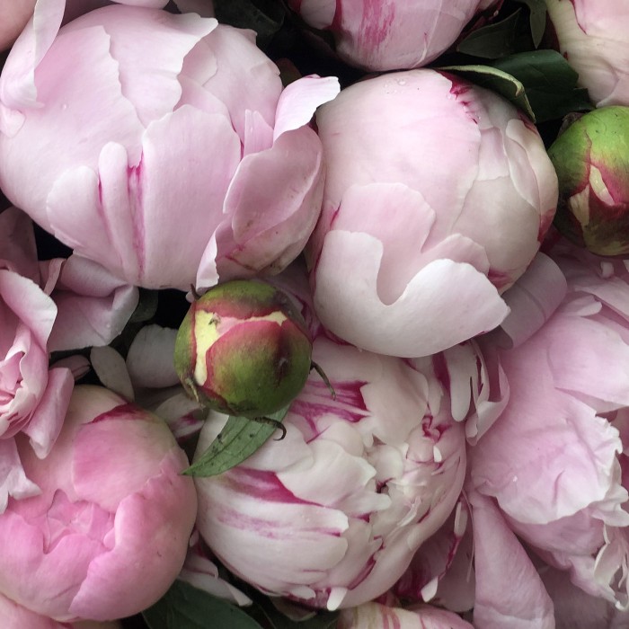 101 пион в корзине