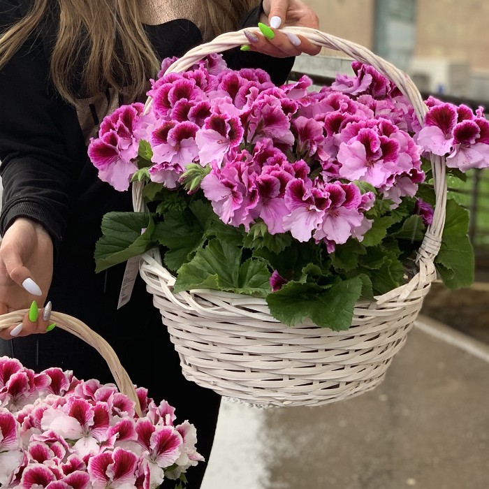 Герань королевская в корзине