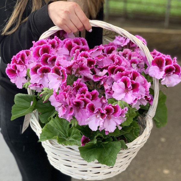 Герань королевская в корзине