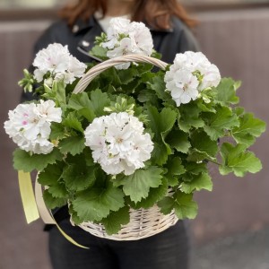 Королевская белая Герань в корзине