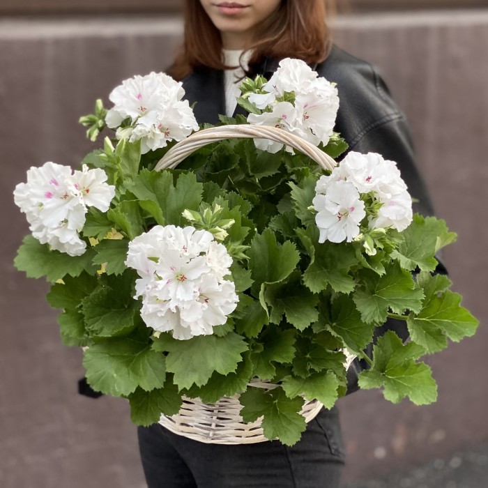 Королевская белая Герань в корзине