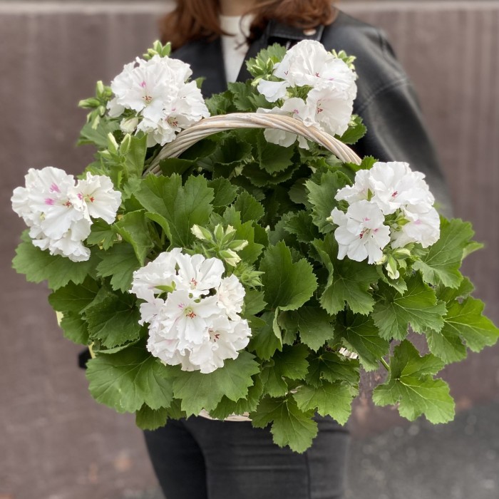 Королевская белая Герань в корзине