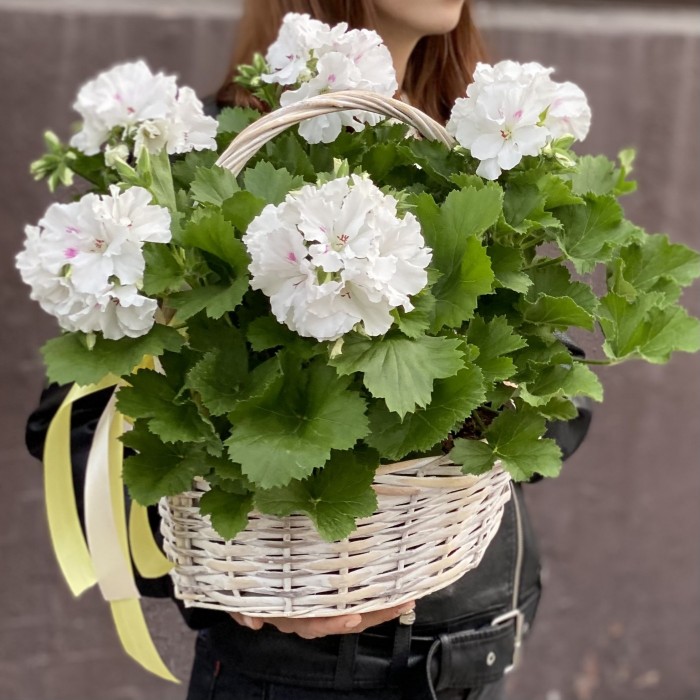 Королевская белая Герань в корзине