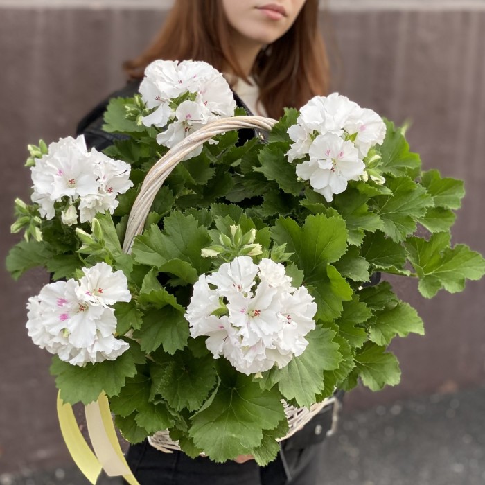 Королевская белая Герань в корзине