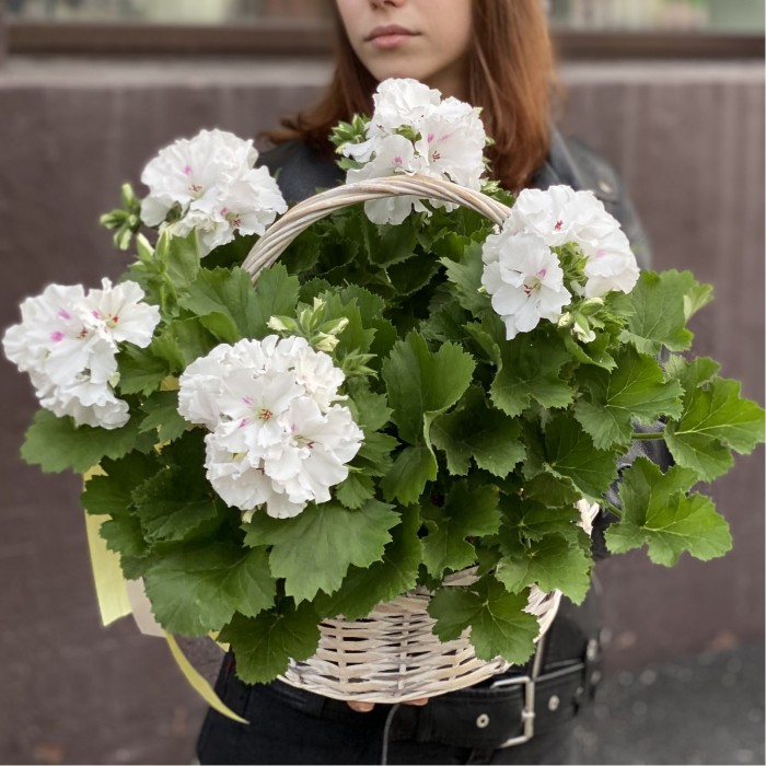 Королевская белая Герань в корзине