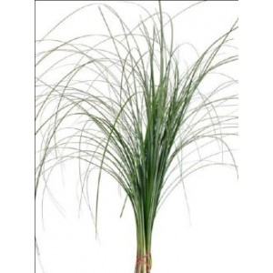 Зелень Берграс