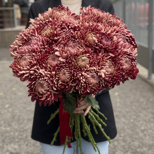 Хризантема бордовая
