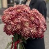 Хризантема бордовая