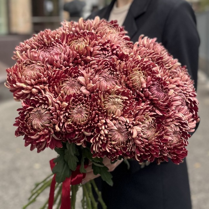 Хризантема бордовая