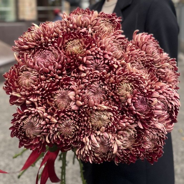 Хризантема бордовая