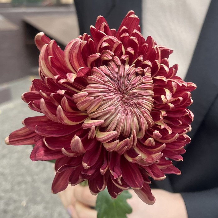 Хризантема бордовая