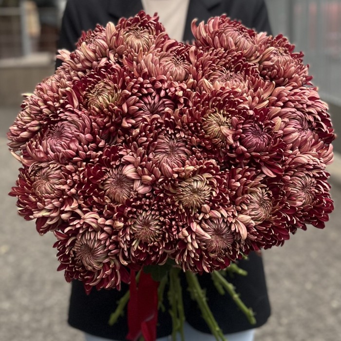 Хризантема бордовая