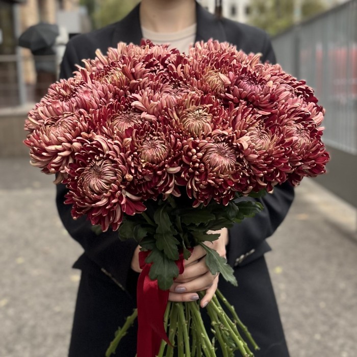 Хризантема бордовая