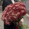 Хризантема бордовая