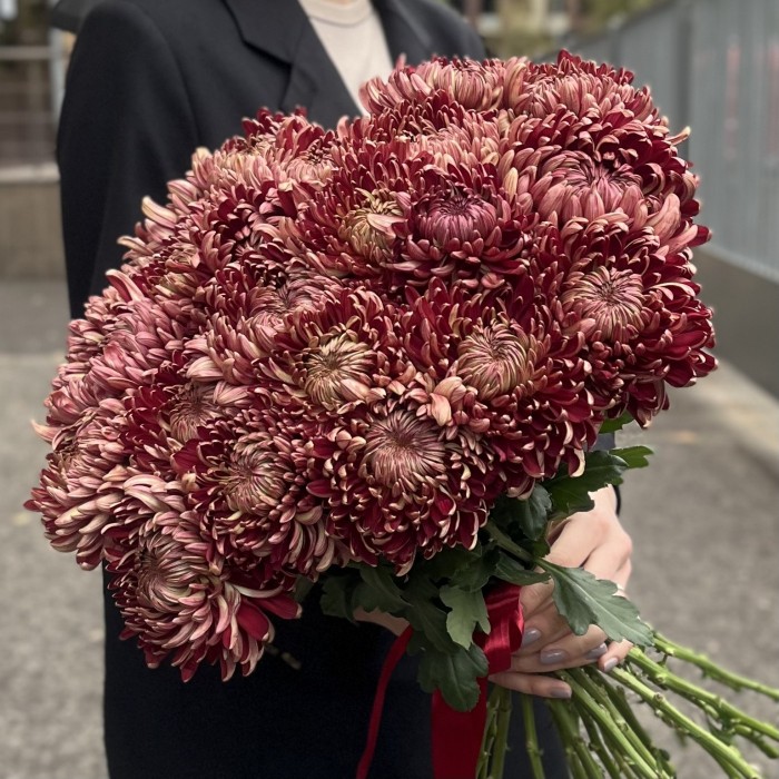 Хризантема бордовая