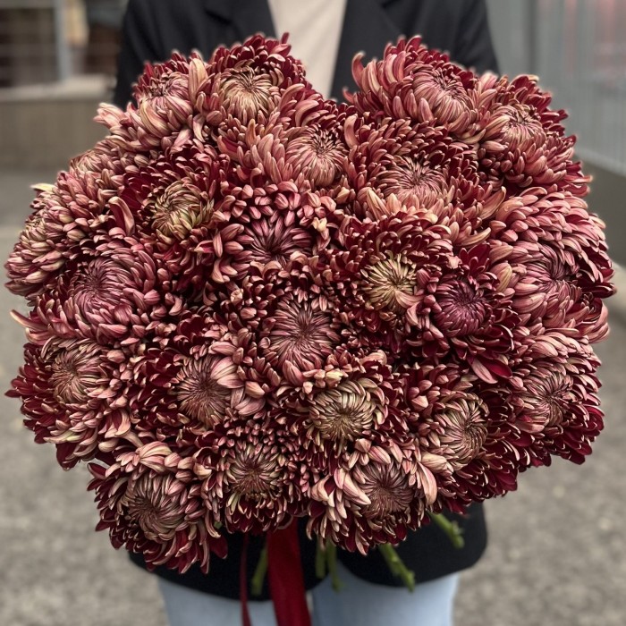 Хризантема бордовая