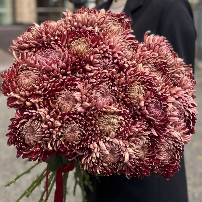 Хризантема бордовая