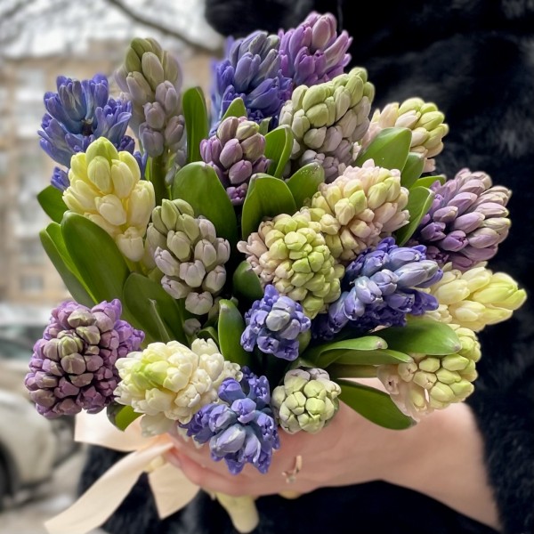 Гиацинт микс