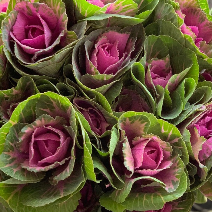 Букет из брассики Светлана