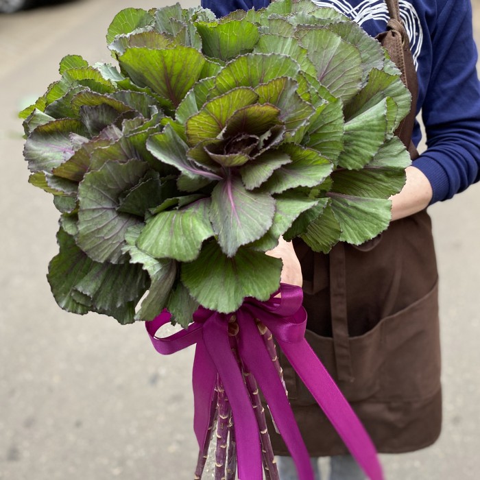 Брассика Элеганс (Elegance)