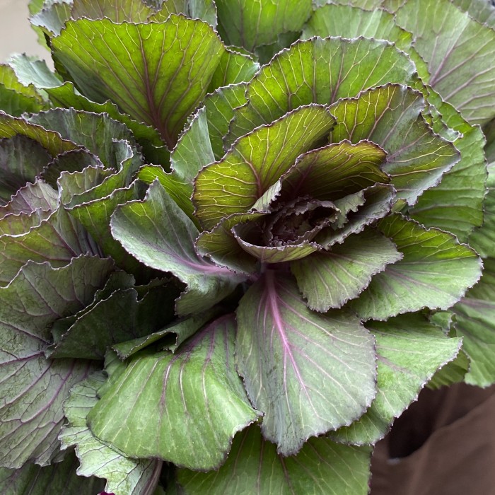 Брассика Элеганс (Elegance)