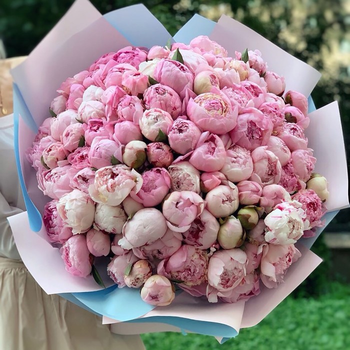 101 пион Ванильные облака