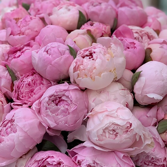 101 пион Ванильные облака