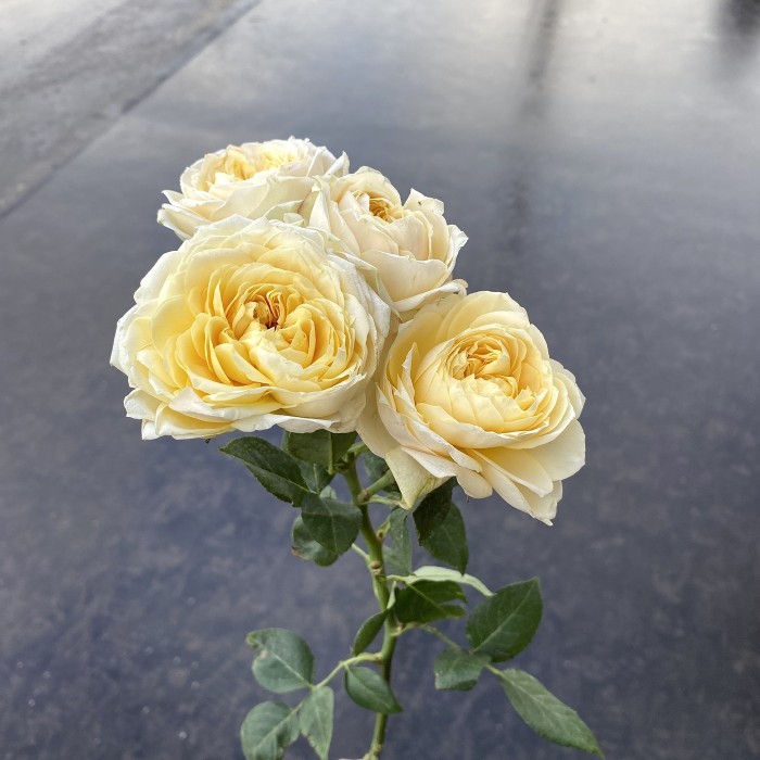 Роза пионовидная кустовая Джульетта Крем