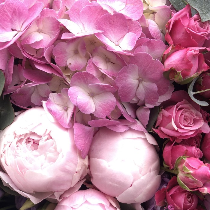 Экстремальная Гортензия