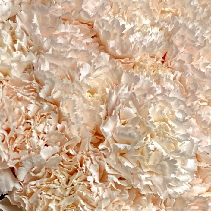 Букет гвоздик цвета жемчуга