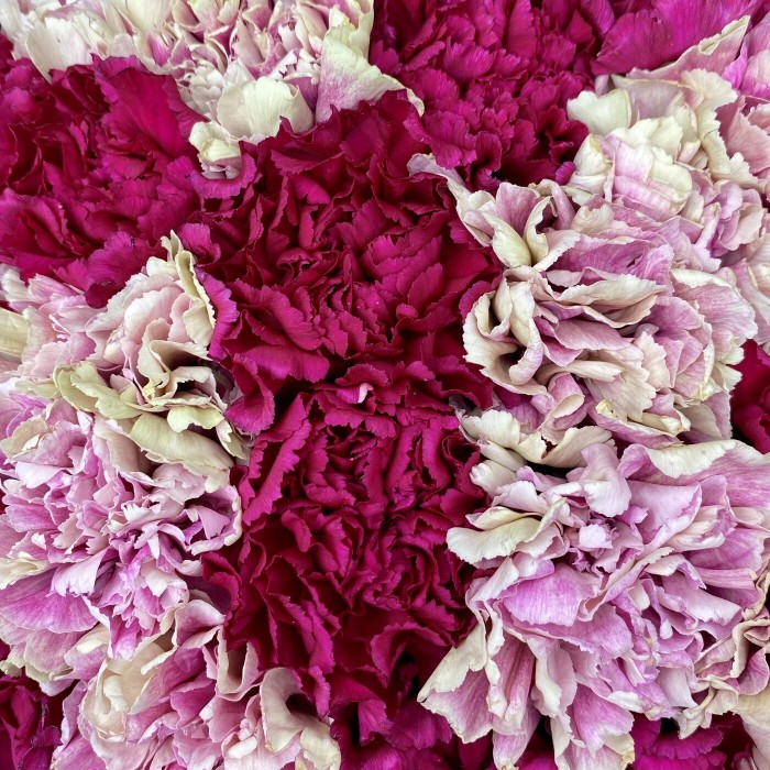 Букет фиолетовых и розовых гвоздик