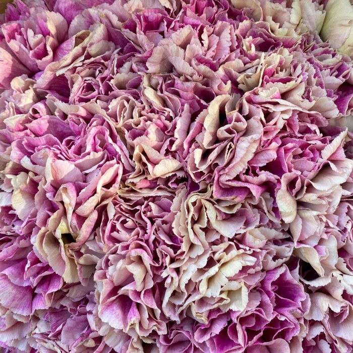 Букет гвоздик сорта Антигуа