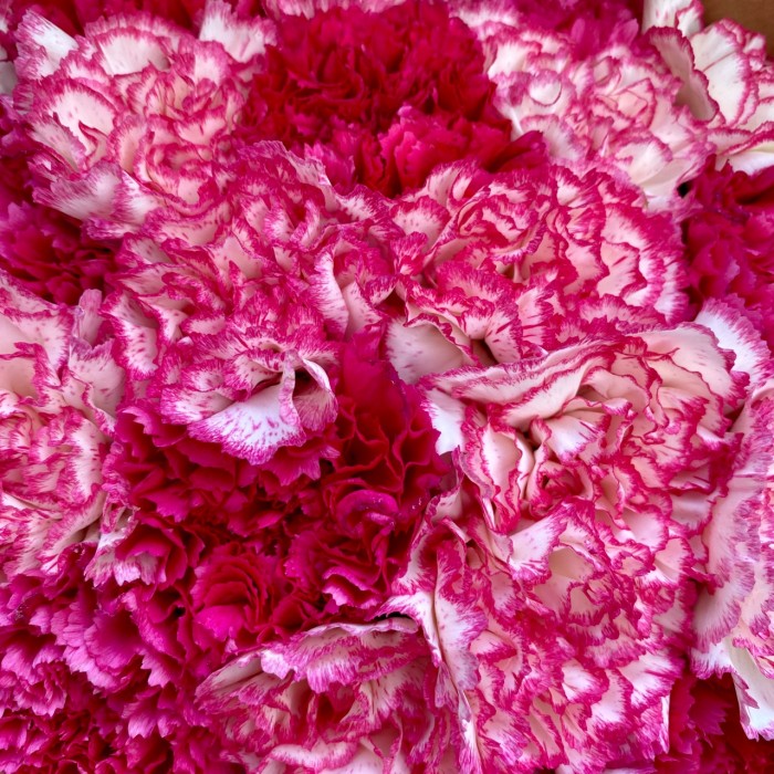 Букет розово-малиновых гвоздик