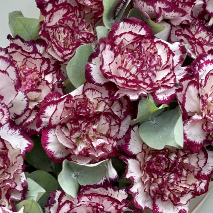 Букет гвоздик сорта Ноблесс