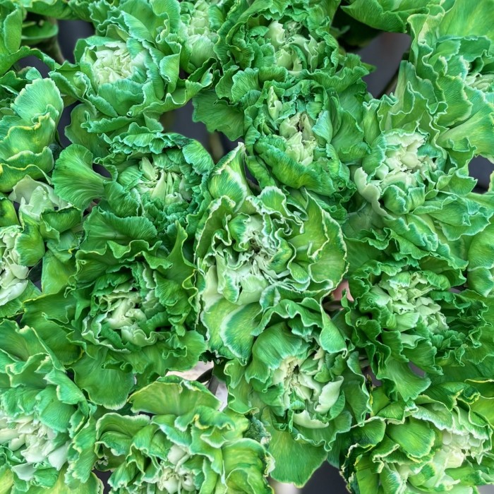 Гвоздика Грин Вайт Молли