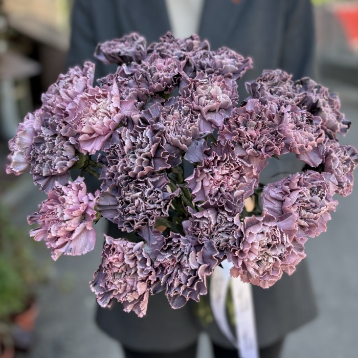 Гвоздика Пинк блэк Молли